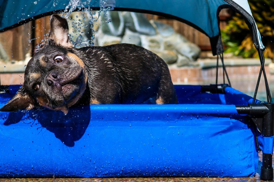 Dog * | Shop K&H Dog Pool & Pet Bath