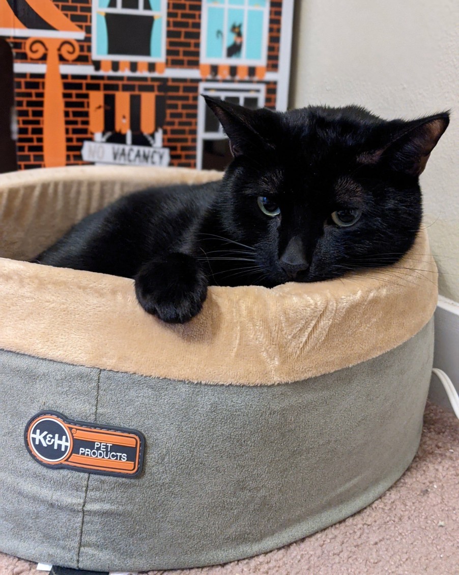 Cat * | Latest Fashion K&H Thermo-Kitty Bed Heated Cat Bed