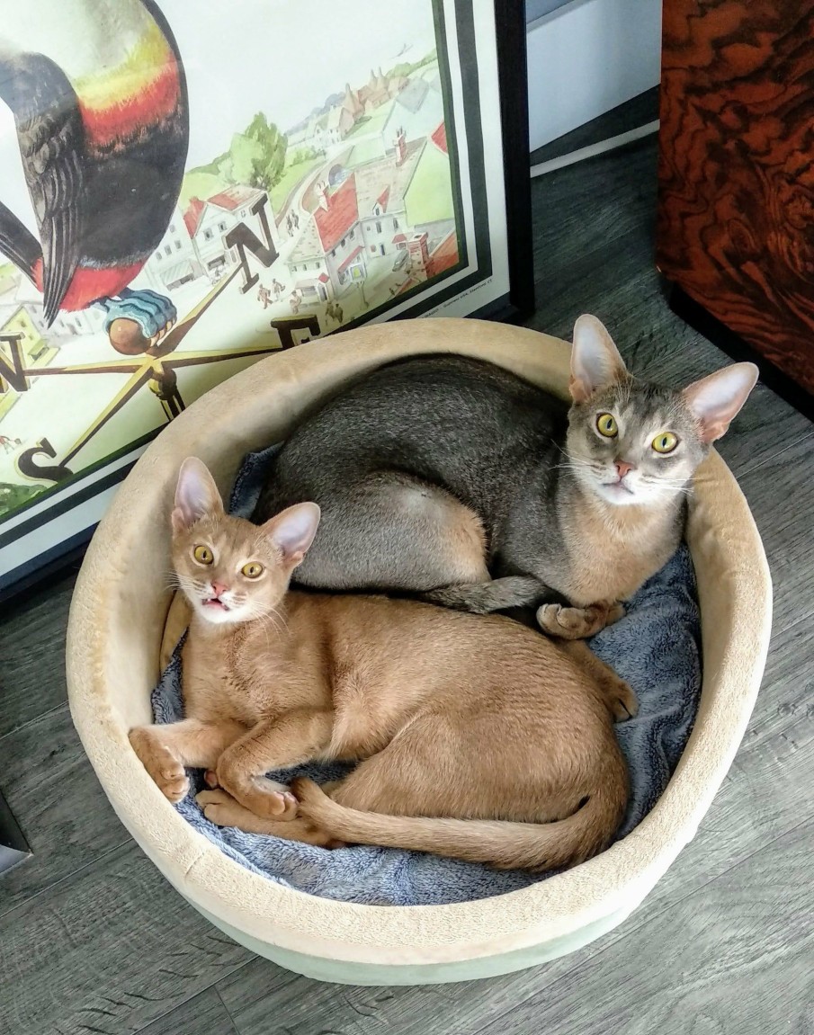 Cat * | Latest Fashion K&H Thermo-Kitty Bed Heated Cat Bed